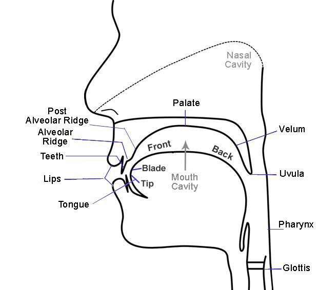 Diagram of positions in mouth for pronouncing R in different languages